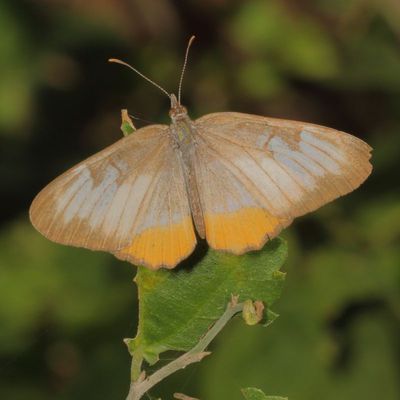 Common Mestra