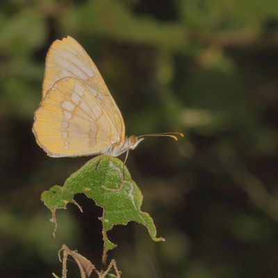 Common Mestra