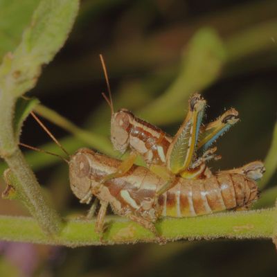 Genus Paraidemona  ♂ &  ♀