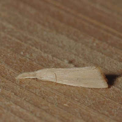 Hodges#5492 * Wainscot Grass-veneer * Eoreuma densella