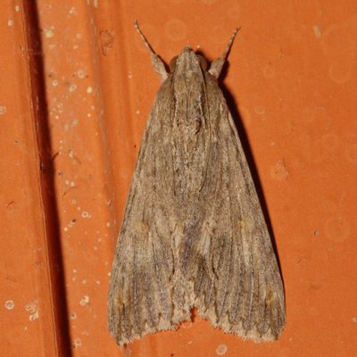 Hodges#8610 * Melipotis acontioides 