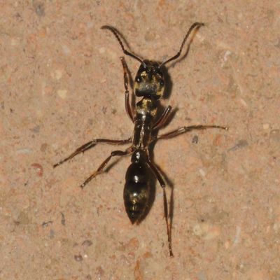 Neoponera villosa * Hairy Panther Ant 