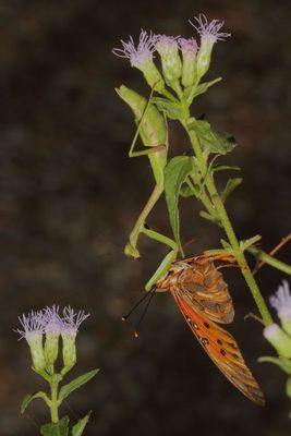 European Mantis with Gulf Fritillary
