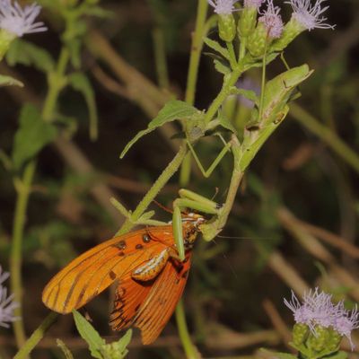 European Mantis with Gulf Fritillary