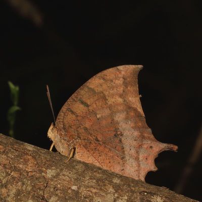 Tropical Leafwing