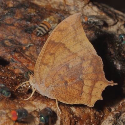 Tropical Leafwing