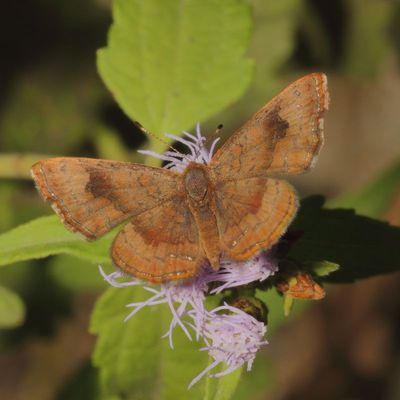 Fatal Metalmark