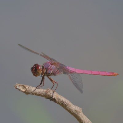 Roseate Skimmer ♂