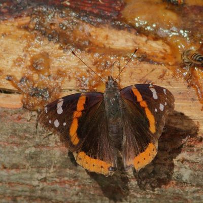 Red Admiral