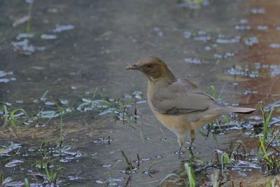 Clay-colored Thrush