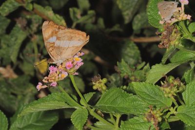 Pavon Emporer ♀
