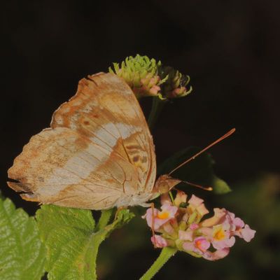 Pavon Emporer ♀