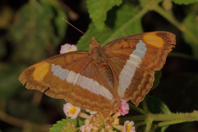 Pavon Emporer ♀