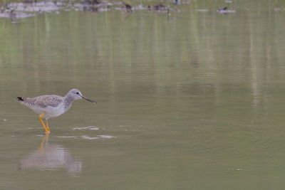 Greater Yellowlegs