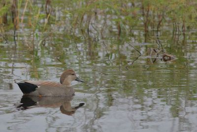 Gadwall ♂