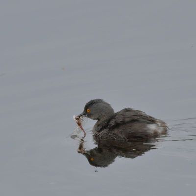 Least Grebe