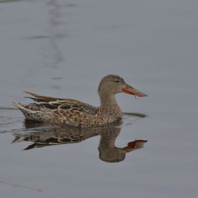 Northern Shoveler ♀