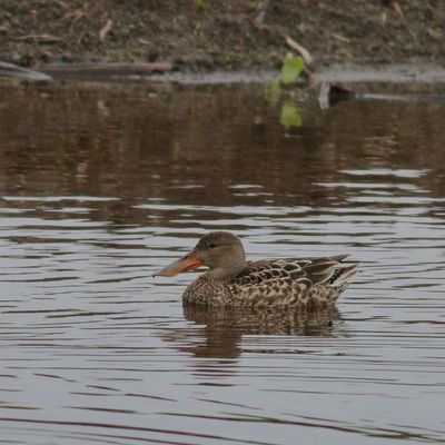 Northern Shoveler ♀