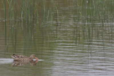 Northern Shoveler ♀