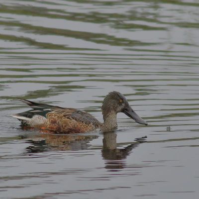 Northern Shoveler ♂