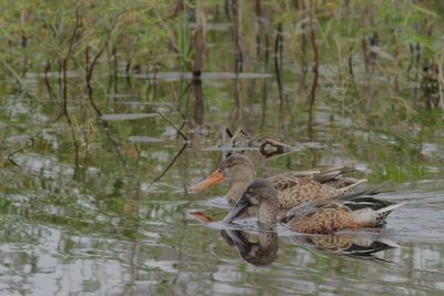 Northern Shoveler ♀ & ♂