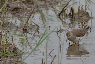 Solitary Sandpiper