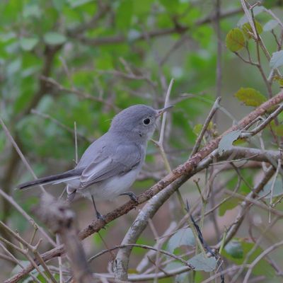 Blue-gray Gnatcatcher