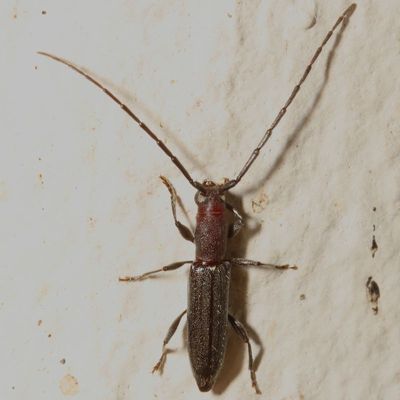 Neocompsa puncticollis orientalis ♀