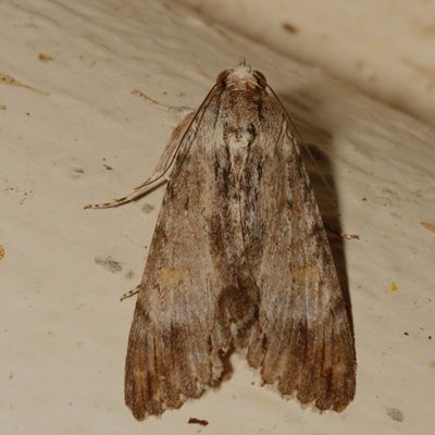 Hodges#8610 * Melipotis acontioides