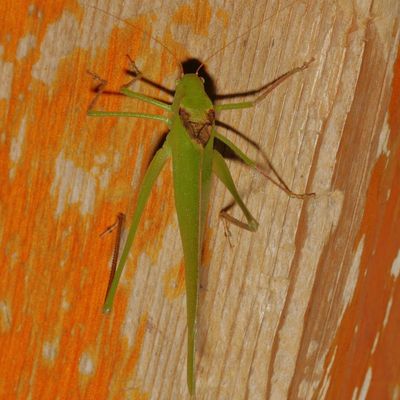 Genus Amblycorypha ♂ * Round-headed Katydids