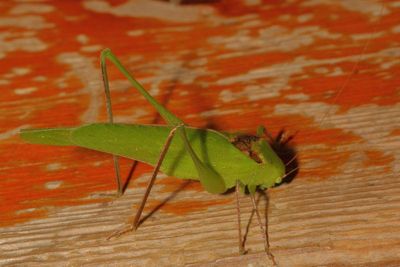 Genus Amblycorypha ♂ * Round-headed Katydids