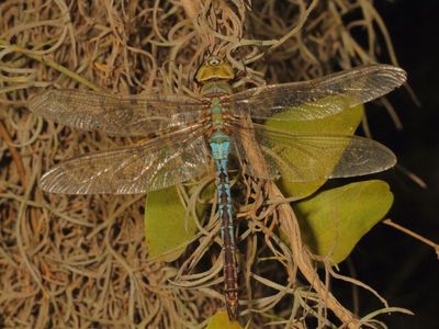 Common Green Darner