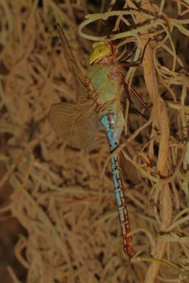 Common Green Darner