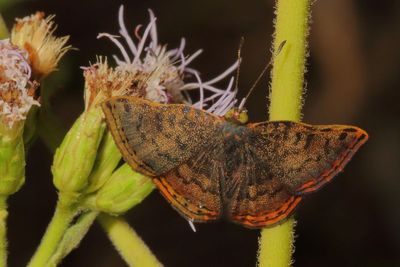 Red-bordered Metalmark ♀