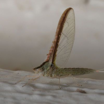 Callibaetisfloridanus ♀ imago