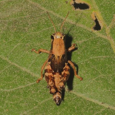 Melanoplinae : Spur-throated Grasshoppers