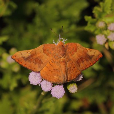 Curved-winged Metalmark
