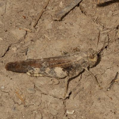 Arphia simplex ♂ * Plains Yellow-winged Grasshopper 