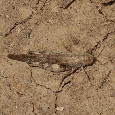 Arphia simplex ♂ * Plains Yellow-winged Grasshopper 