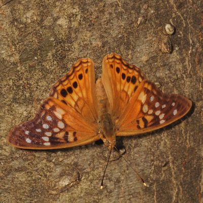 Tawny Emperor