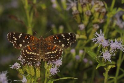 Texan Crescent ♀