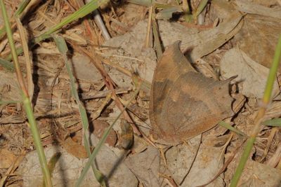 Tropical Leafwing