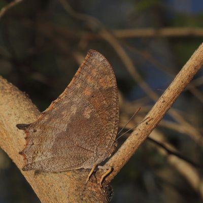 Tropical Leafwing