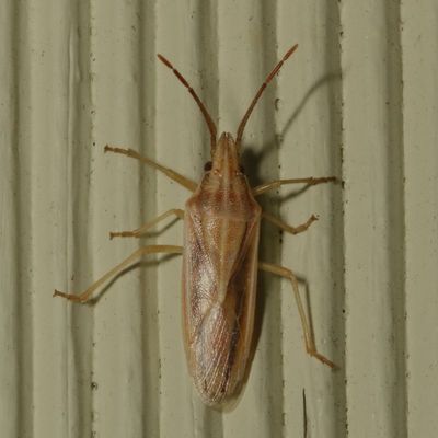 Genus Mecidea * Narrow Stink Bug