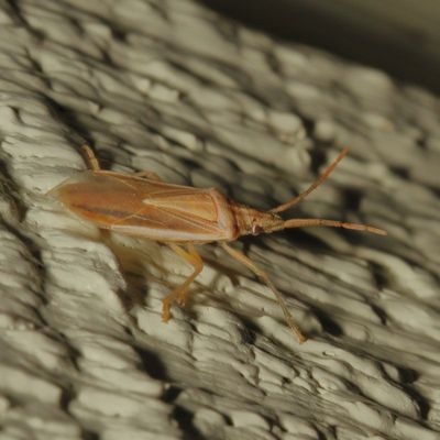 Genus Mecidea * Narrow Stink Bug