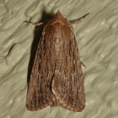 Hodges#10032 * Lantana Stick Moth * Neogalea sunia