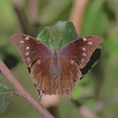 Pale-spotted Leafwing