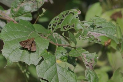 Double-dotted Skipper