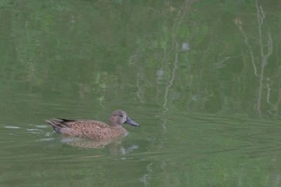 Blue-winged Teal  ♀