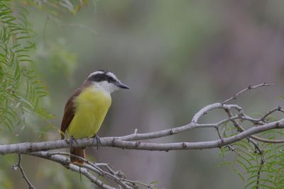 Great Kiskadee